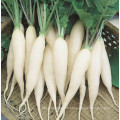 2021 New Season Fresh Vegetable Exporter With International Certifications Fresh Radish